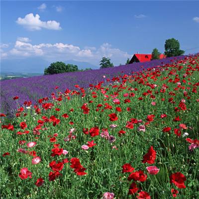 购彩中心手机app下载